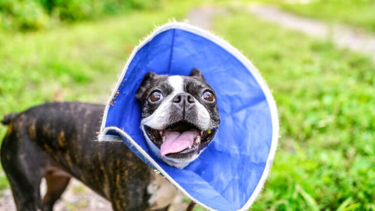 Cone of Shame When Your Dog Needs It and Best Alternatives