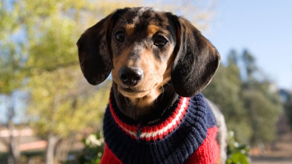 Do Dogs Need Sweaters in Cold Weather