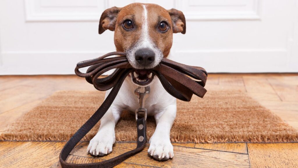 Effective Ways to Train Your Dog to Walk Off the Leash