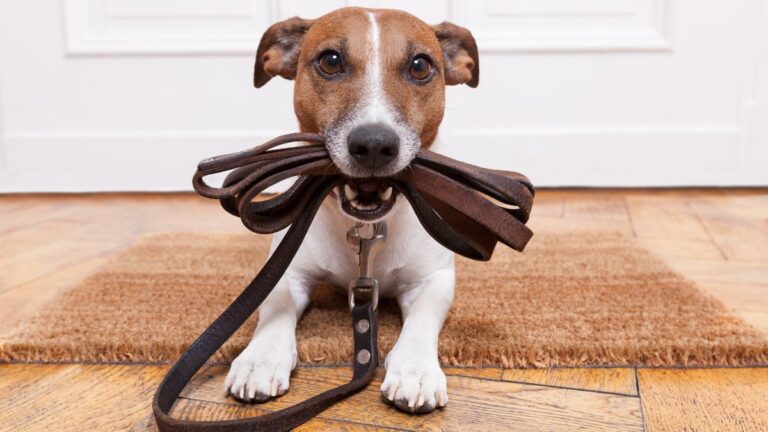 Effective Ways to Train Your Dog to Walk Off the Leash