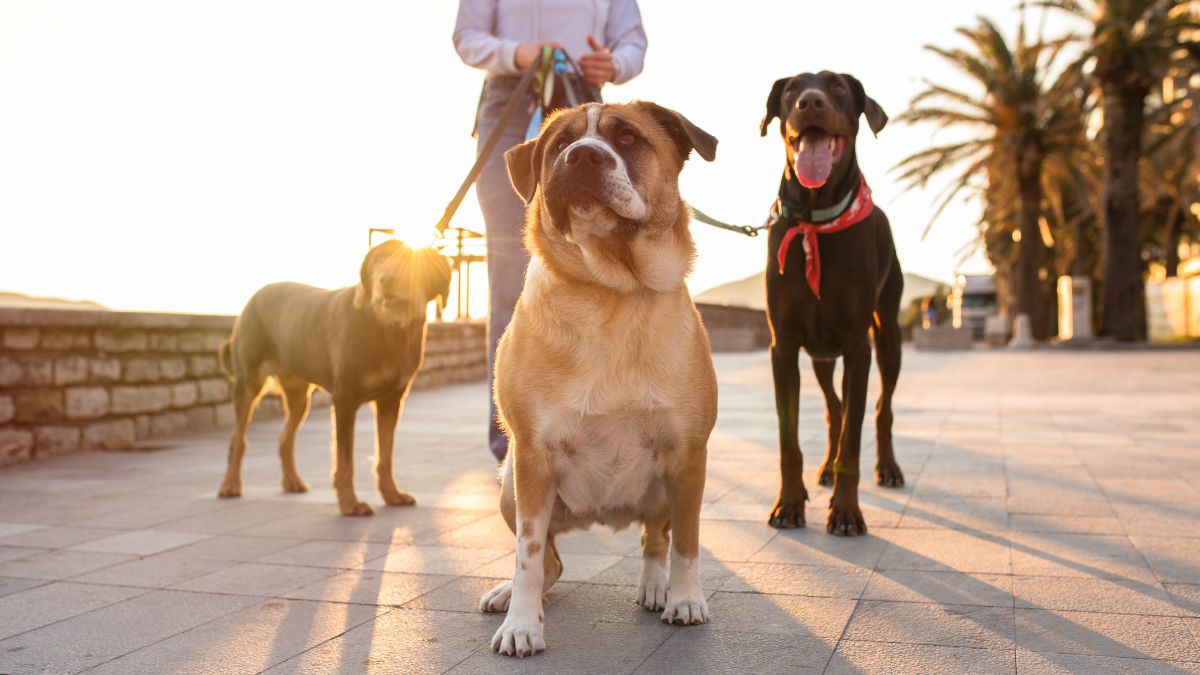 How Long Should You Walk Your Dog Each Day