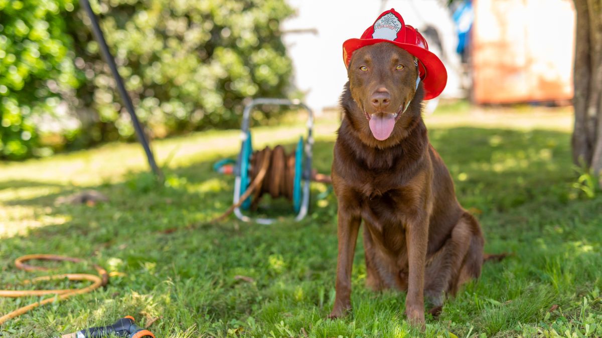 How to Keep Your Pet Safe in Case of Fire