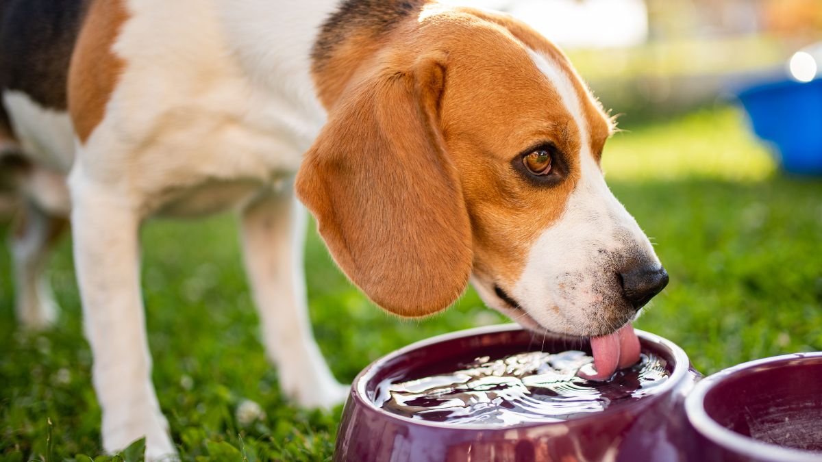 Is It Safe for Dogs to Drink from Shared Water Bowls