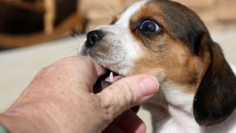 What to Do if Your Dog Bites