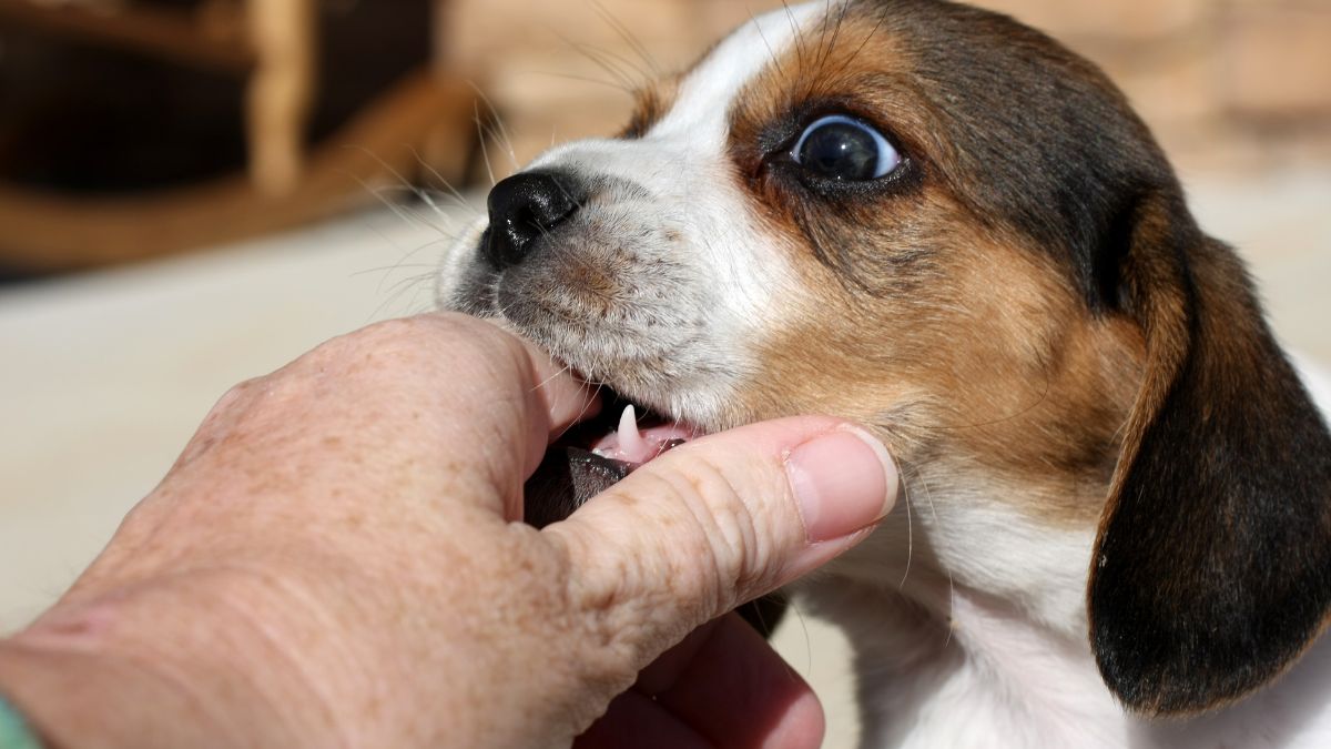 What to Do if Your Dog Bites