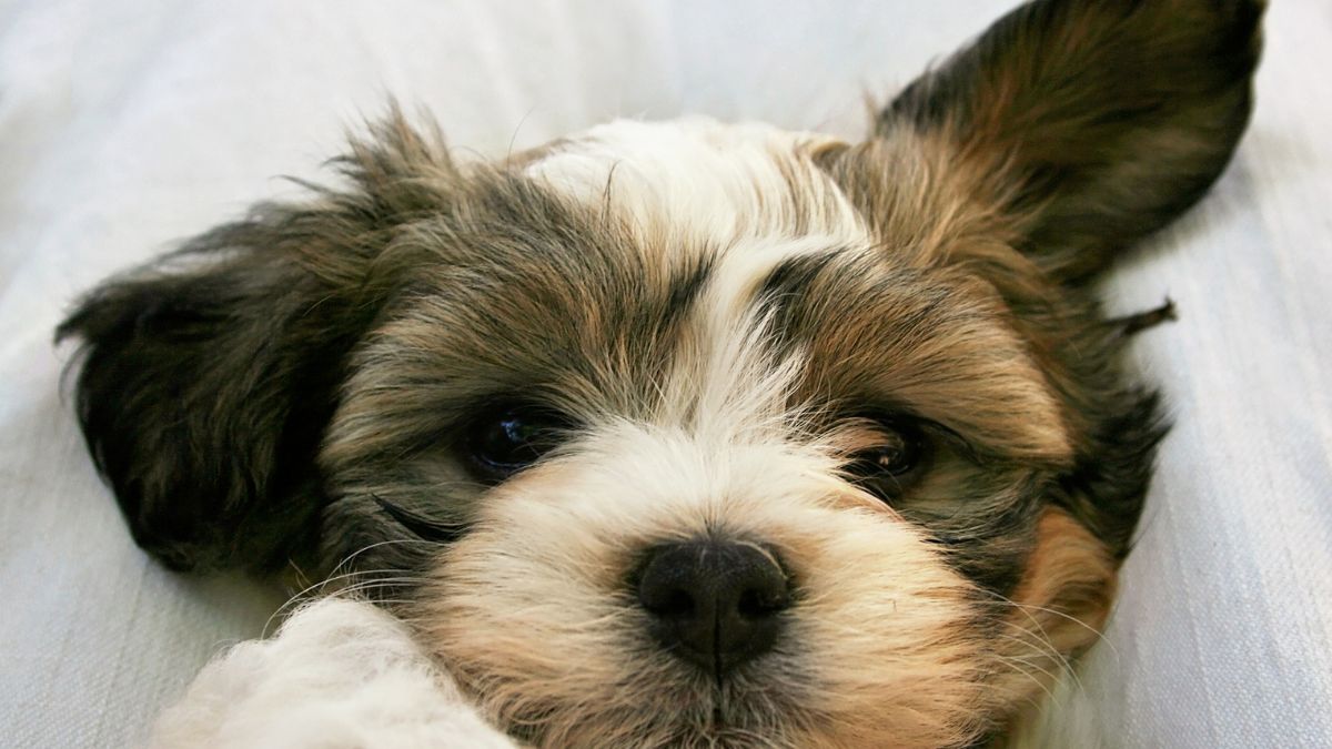 Why Do Dogs Have Whiskers